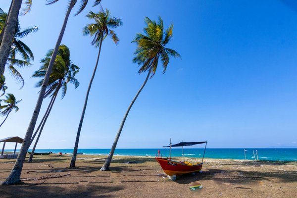 Comment organiser une excursion pour observer les gorilles des montagnes en Ouganda ?